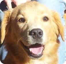 Not only should you educate yourself on the breed but you also need to learn what you should be looking for in a puppy. Skippy Golden Retriever Mix Male 10 Months Old Groton Ma Animal Rescue Front Inc Http Www Animalr Golden Retriever Pets Golden Retriever Mix