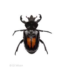 Image result for Justicia tenella