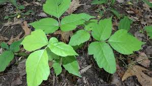 We did not find results for: Poison Ivy How To Recognize It How To Get Rid Of It