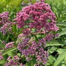 Image result for Pycreus mortonii