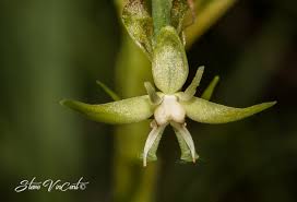 Image result for Habenaria humilior