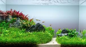 See how they acclimatize in your planted aquarium, try to determine their light and co2 needs, watch how the best thing about sketching your next aquascape is that you can make as many mistakes as you make a shopping list and find out how much would cost you to build your first nature aquarium. The Easy Steps Of Aquascape Maintenance At Home Fish Hobbyist