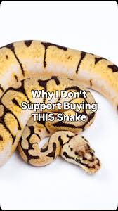 Ball pythons (Python regius) are one of the most popular snakes in the  Herpetological community, but popularity can breed exploitation, and sadly  the Spider morph of the ball python is so heavily ...