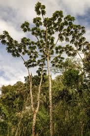 Image result for Cecropia