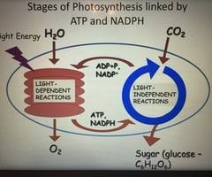 Both atp and nadph, generated in photosynthesis, are required in the calvin cycle to synthesize carbohydrates. Exam 3 Cellular Respiration Photosynthesis And Fermentation Flashcards Quizlet
