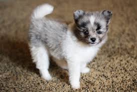 We have aussies in all approved colors, red merle, blue merle, black tri, and red tri. Pin On Samson The Pup