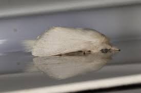 Image result for Dyschoriste trichocalyx