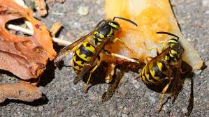 How To Kill Wasps Hornets Yellow Jackets