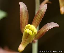 Image result for Eulophia hereroensis