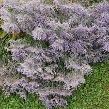 Sea Lavender Statice Limonium Latifolium Herbaceous Perennials West Facing Garden Plants