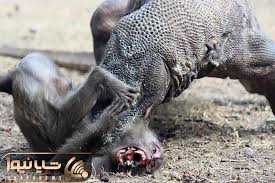 دیدنی های راز بقا؛ کومودوی ضحاک بی رحمانه گردن میمون رو جوید و زجرکشش کرد