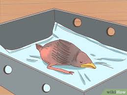 Maybe you would like to learn more about one of these? How To Identify Baby Birds 14 Steps With Pictures Wikihow
