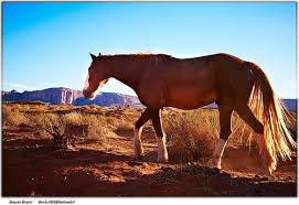 Femeie frumoasa pălărie cal imagine caucazian. Cal Rasa Shire