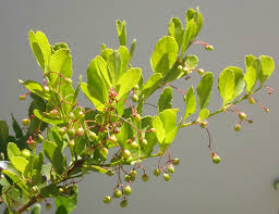 Image result for Crossopetalum