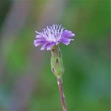 Image result for Lactuca ugandensis