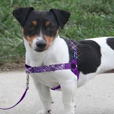 To do this, dunn said, first place the collar on the dog with the receiver securely below the dog's lower jaw. Leash Training Puppies Part 1 Introducing The Collar Or Harness Petsafe