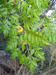 Image result for Meliaceae