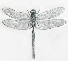 Dragonfly Animal Vista Dragonfly Drawing Dragonfly Art Dragonfly