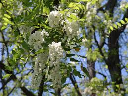 I fiori profumati bianchi sono l'ideale per arredare un balcone o un giardino da vivere di notte, i fiori bianchi risaltano e prendono il colore delle luci. Fiori In Pastella Diario Di Campagna