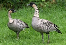 Names Birds That Start With Q Nene Branta Sandvicensis Google Search Big Island Hawaii Big Island Bird Species