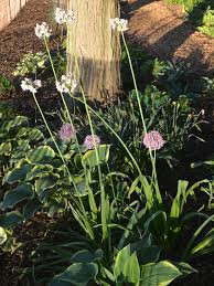 Image result for Nectaropetalum