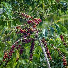 Image result for Coffea sp. A