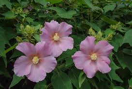 Image result for Hibiscus mutatus