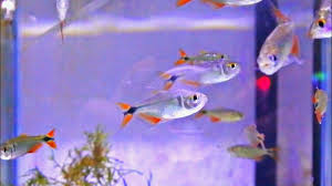 Ikan neon tetra memiliki garis berwarna cerah neon di bagian tengah tubuhnya, menjadikan ikan ini tampak cantik, terlebih jika terkena. Ikan Hias Kecil Aquarium Air Tawar Cocok Untuk Aquascape Youtube