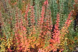 Image result for Berberis