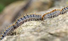 Comment reconnaître une chenille processionnaire ? Chenilles Processionnaires Comment S En Debarrasser