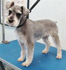 miniature schnauzer grooming goldenacresdogs com