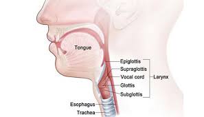 Laring Pengertian Struktur Bagian Fungsi Gangguan Dan Penyakit Pada Laring Kotak Suara Lengkap Sekolahan Co Id