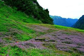 As you walk the hugely loved flower valley, have an insight into the life of the locals that you will bypass on the way. About Valley Of Flowers Renok Adventures