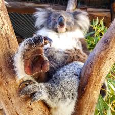 Koala Keeper Tegan Took This Great Photo Of Lily Just Chilling Out Tegan Mentioned She Thought She Herd Lilly Singing I Have Big Cla Koala Koala Bear Koalas