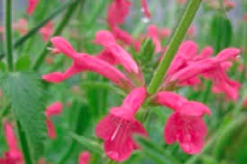 Image result for Dicliptera sp. C