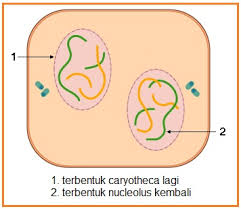 Setelah terbentuk dua inti pada kutub yang berlawanan aster menghilang dan terjadi penebalan sitoplasma yang diikuti pembagian sitoplasma (sitokinesis). Biologi Gonzaga Skema Mitosis