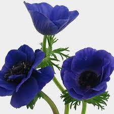 Anemone Blue Flowers 50 Stems Wholesale Blooms By The Box Anemone Flower Anemone Colorful Flowers