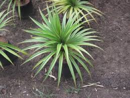 Image result for Pandanus chiliocarpus