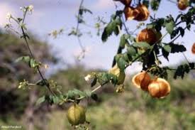 Image result for Cardiospermum corindum