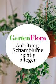 Pin Auf Gartenflora De