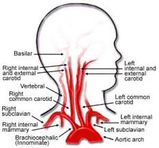 Branch of in the thoracic section, the left common carotid travels upwards through the superior mediastinum to the level of the left sternoclavicular joint where it. This Is So Stupid The Amount Of Pressure Required To Compress The Carotid Arteries Is 11 Pounds Approximately 4 Pou Arteries Anatomy Carotid Artery Arteries