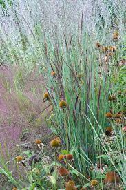 Grass Experience Plants Prairie Garden Garden Inspiration