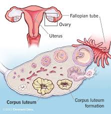 Image result for corpus luteum sonography)