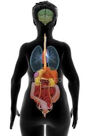 Abdomen anatomy mcqs  a total of 138 mcqs that cover the anatomy of abdomen region  these mcqs are divided to stage i and stage ii dependent on the level of difficulty  answers are provided at the end of the questions stage i anterior abdominal wall 1. Computer Illustration Showing A Female Torso With The Internal Organs Back View Educational System Stock Photo 389311548