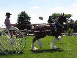 Carson's Clydesdales 2020