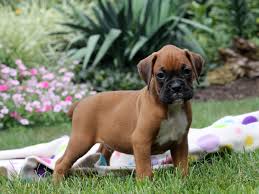 Our dogs come to us from homes, breeders, strays and shelters. Mini Boxers For Sale