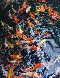 Joga swimming pool romance, o jogo online grátis em y8.com! Many Colorful Fancy Carp Fish Swimming In Pool Hundreds Of Koi Stock Photo Picture And Royalty Free Image Image 128089002