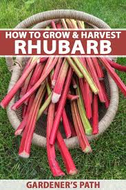 I want to buy all of these, eithe. How To Grow And Care For Rhubarb Plants Gardener S Path