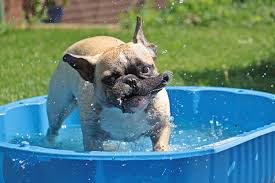 The breed is the result of a cross between toy bulldogs imported from england and local ratters in paris, france, in the 1800s. Can French Bulldogs Swim Your Questions Answered 2020 Update