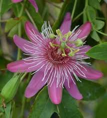 Passiflora Raspberries And Cream 4 Pot Jardim Flores
